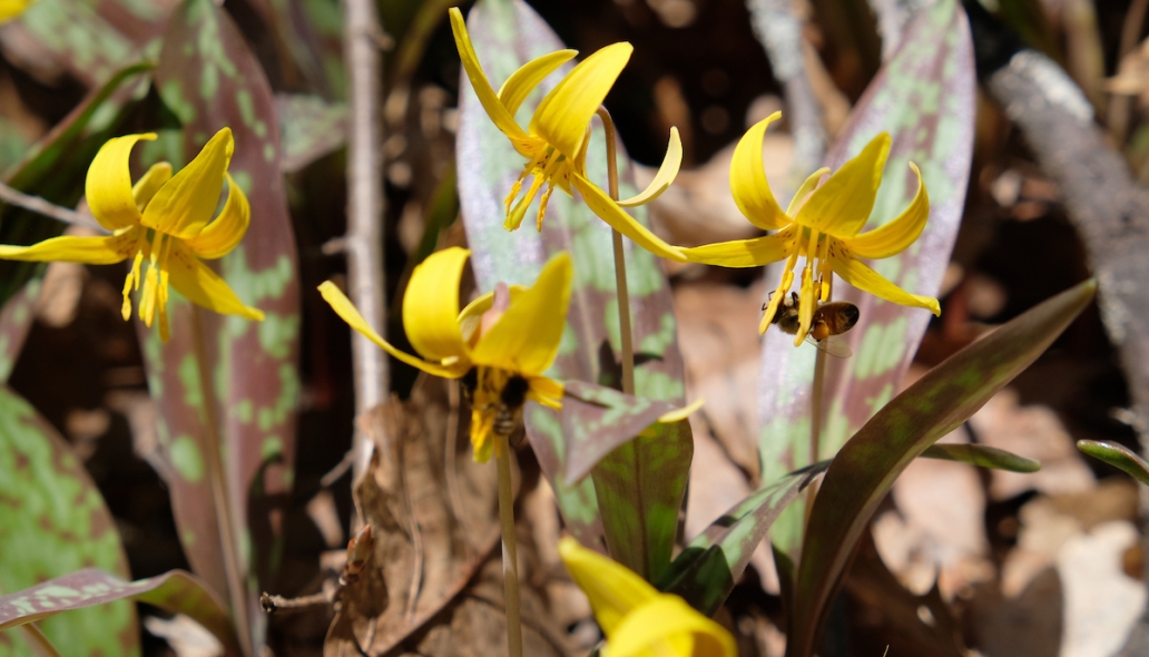 spring ephemerals