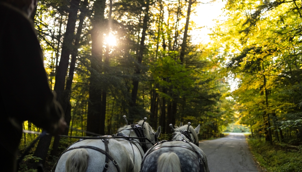 First person perspective of a draft horse driver driving two white horses on a forested road.