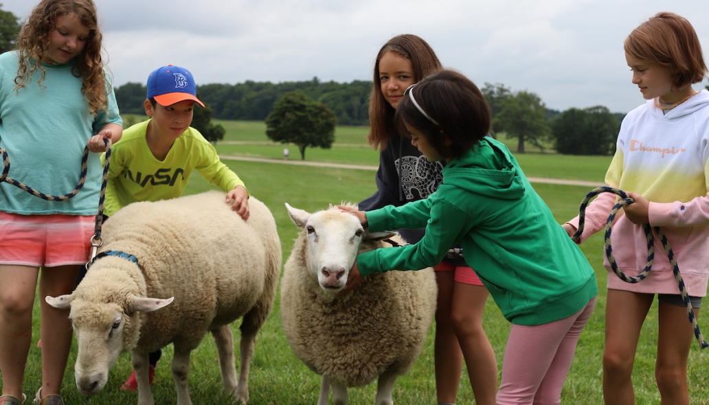 A group of children gather around two sheep in a grassy pasture
