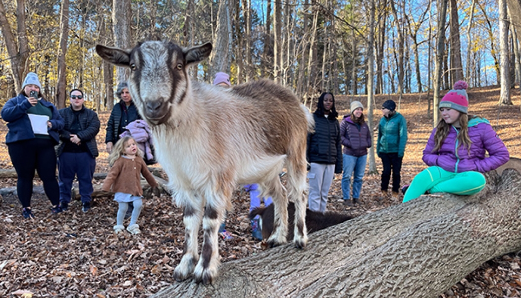 small goat standing on a fallen log in the fall woods with people behind him