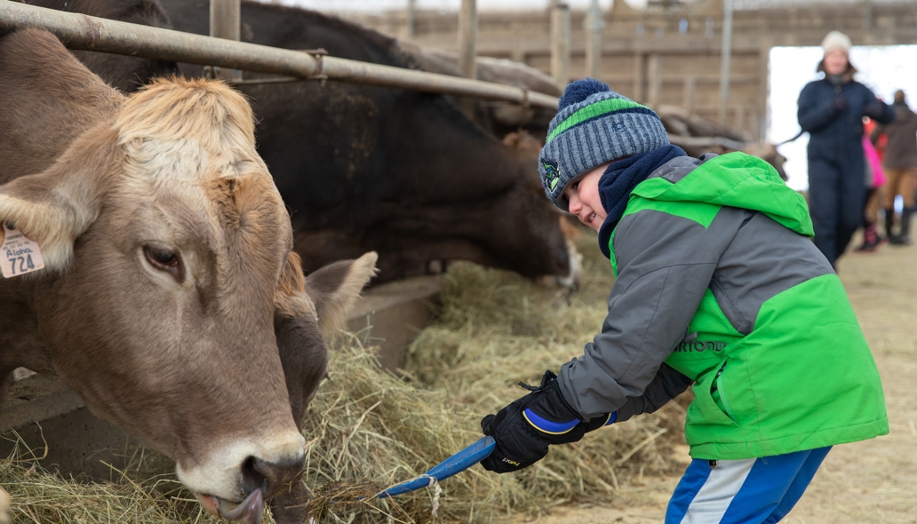 Boy shoveling hay toward a cow in a barn setting