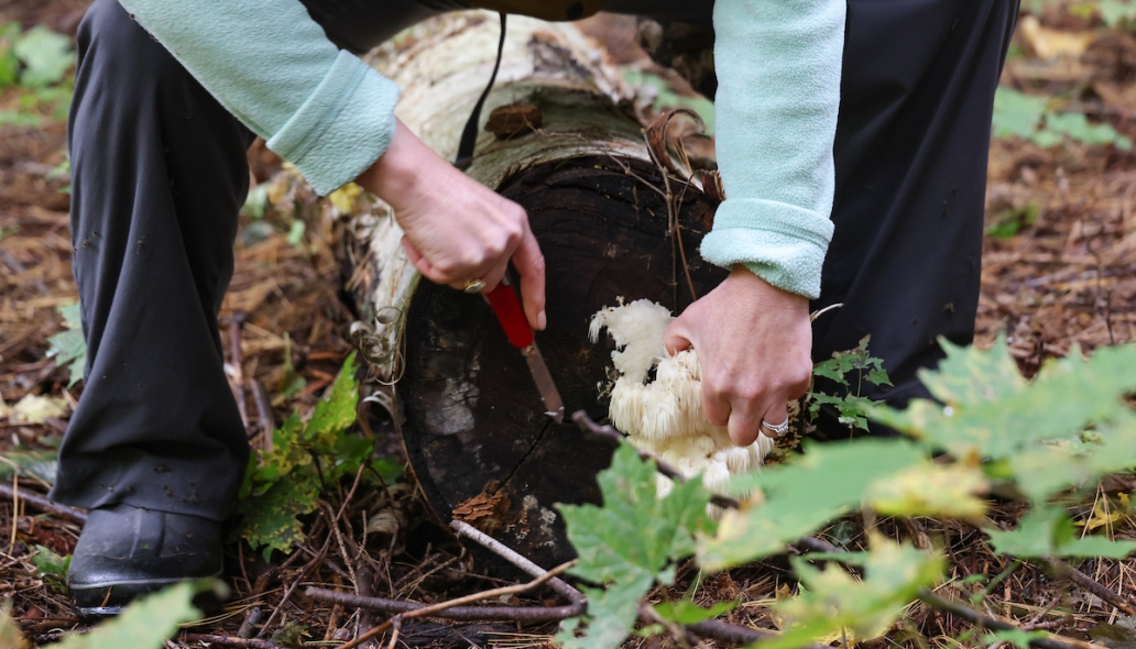 lions mane harvesting 