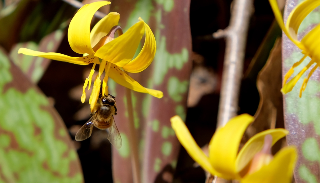 Ephemerals pollinator