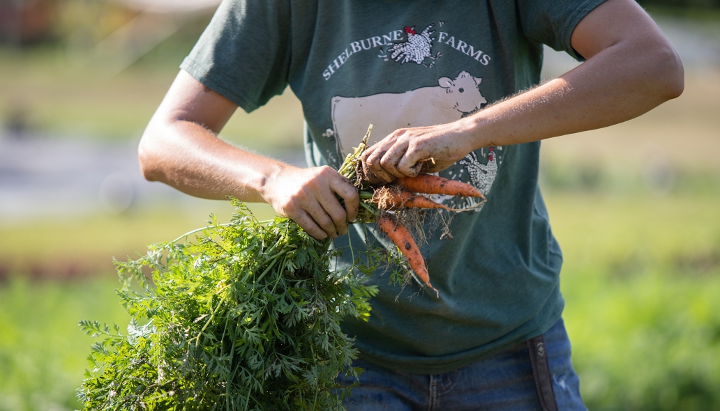 gardener picking carrots at the Market Garden