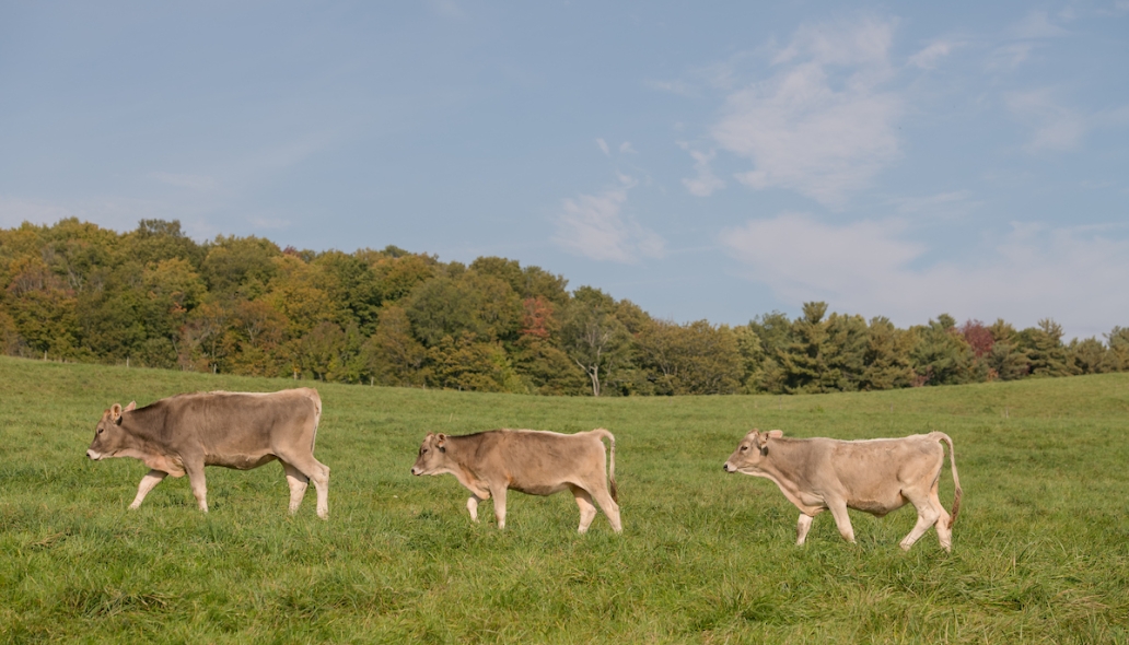 three cows walking in field