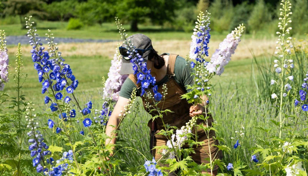 flowers in the Market Garden