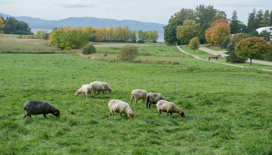 sheep grazing along path
