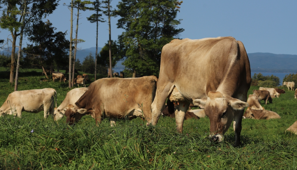 cows in pasture