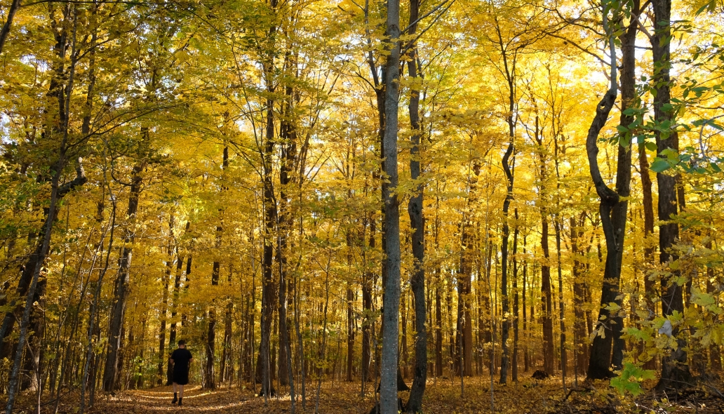 person walking in fall foliage 