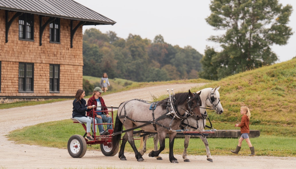 draft horses pulling carriages 