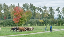 two people on a walking trail watching a small herd of cows