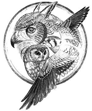 pencil illustration of owl and hawk in a circle