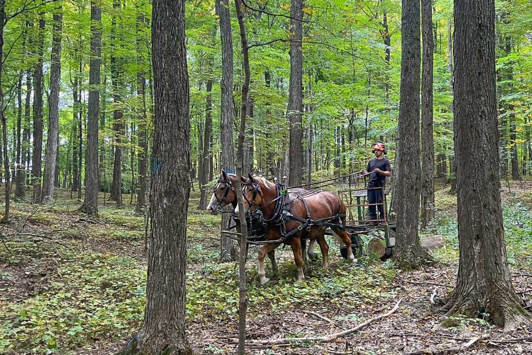 pair of brown horses in harness, with man at the reins, in the woods pulling a log.